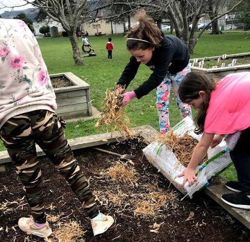 Upper Hutt School Garden